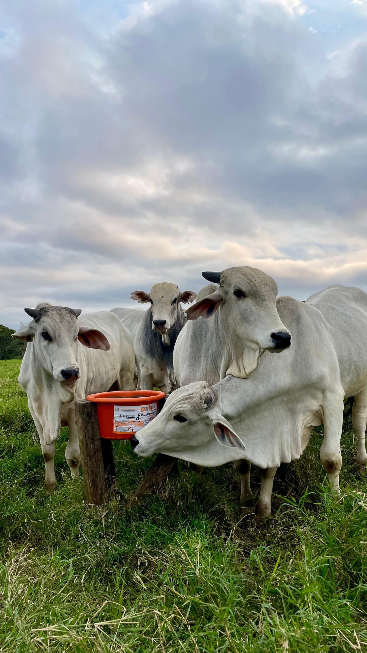 cattle gabriella cuttier paraguay