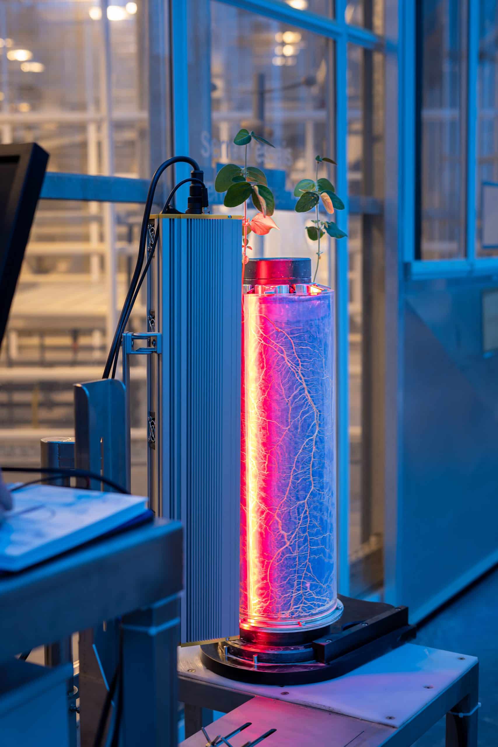 rhizotube red cmi (1)
