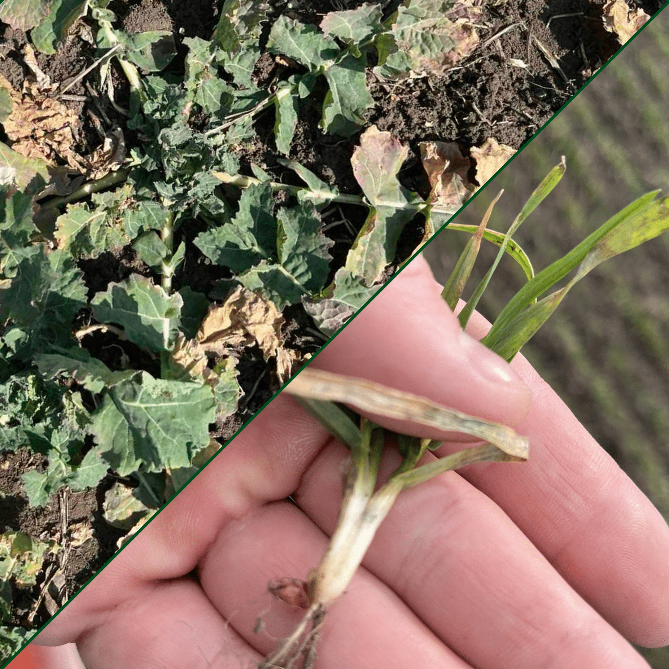 Дизайн без названия